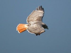 birds (2)
